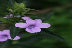 Barleria cristata